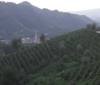 Prosecco vineyard in the Veneto